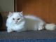Persian Cats for sale in Walhonding, OH 43843, USA. price: NA