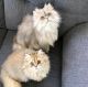 Persian Cats for sale in Washington, DC, USA. price: $600