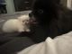 Persian Cats for sale in Sayreville, NJ, USA. price: $975