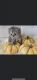 Persian Cats for sale in Waynesville, NC 28786, USA. price: NA