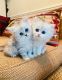 Persian Cats for sale in New York, NY, USA. price: $400