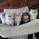 Persian Cats for sale in New York, NY, USA. price: $400