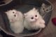 Persian Cats for sale in Los Angeles, CA, USA. price: $250