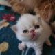 Persian Cats for sale in Cumming, GA 30041, USA. price: NA