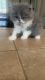 Persian Cats for sale in Los Angeles, CA, USA. price: $300
