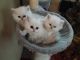 Persian Cats for sale in Green Bay, WI, USA. price: NA