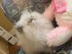Persian Cats for sale in Langley, BC V2Y 1V8, Canada. price: NA