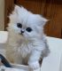 Persian Cats for sale in Los Angeles, CA, USA. price: $405