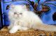 Persian Cats for sale in Davie, FL, USA. price: $2,550