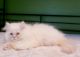 Persian Cats for sale in Muscle Shoals, AL 35662, USA. price: $650