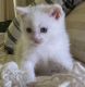 Persian Cats for sale in Capon Bridge, WV 26711, USA. price: $650