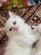 Persian Cats for sale in Burke, VA, USA. price: $2,000