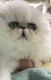 Persian Cats for sale in Culver, OR 97734, USA. price: NA