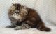 Persian Cats for sale in Camarillo, CA, USA. price: $1,500