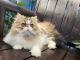 Persian Cats for sale in Philadelphia, PA, USA. price: $1,400