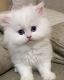 Persian Cats for sale in Raleigh, NC, USA. price: $700