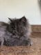 Persian Cats for sale in Mt Plymouth, FL 32776, USA. price: $1,500