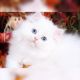 Persian Cats for sale in Raleigh, NC, USA. price: $500