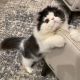 Persian Cats for sale in Raleigh, NC, USA. price: $700