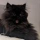 Persian Cats for sale in Raleigh, NC, USA. price: $800