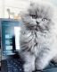 Persian Cats for sale in Raleigh, NC, USA. price: $750