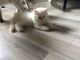 Persian Cats for sale in Longwood, FL 32750, USA. price: $1,200