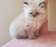 Persian Cats for sale in Orlando, FL, USA. price: $1,600