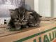 Persian Cats for sale in New Lincoln St, Worcester, MA 01605, USA. price: $1,000