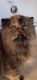 Persian Cats for sale in Lynn, MA 01905, USA. price: $1,000