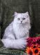 Persian Cats for sale in Las Vegas, NV, USA. price: $600