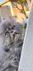 Persian Cats for sale in 961 Sloboda Ave, Sacramento, CA 95838, USA. price: $400