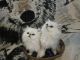 Persian Cats for sale in Battle Creek, MI, USA. price: $2,000