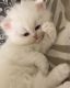 Persian Cats for sale in Los Angeles, CA, USA. price: NA
