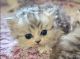 Persian Cats for sale in Virginia Beach, VA, USA. price: $900
