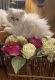 Persian Cats for sale in Hendersonville, TN, USA. price: $850