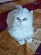 Persian Cats for sale in Hastings, PA 16646, USA. price: $500