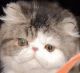 Persian Cats for sale in OH-43, Canton, OH, USA. price: NA