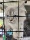 Persian Cats for sale in Moreno Valley, CA, USA. price: $250
