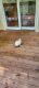 Persian Cats for sale in Lake Lure, NC, USA. price: $200