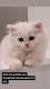 Persian Cats for sale in Arlington, TX 76012, USA. price: $1,200
