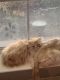 Persian Cats for sale in Conroe, TX 77304, USA. price: $800