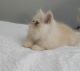 Persian Cats for sale in Muscle Shoals, AL 35662, USA. price: $750