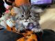 Persian Cats for sale in Worcester, MA, USA. price: $1,000