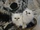 Persian Cats for sale in Battle Creek, MI, USA. price: $800