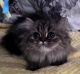 Persian Cats for sale in Caldwell, ID, USA. price: $1,800