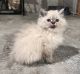 Persian Cats for sale in Lake Villa, IL, USA. price: $550