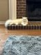 Persian Cats for sale in Tampa, FL, USA. price: $800