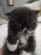 Persian Cats for sale in Greeley, CO, USA. price: $1,200