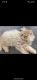 Persian Cats for sale in Woodbury, MN, USA. price: $800