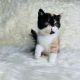 Persian Cats for sale in Charlotte, NC, USA. price: $700